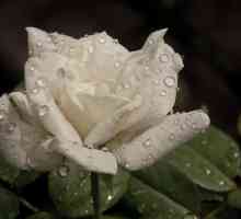 Bijela ruža je knjiga iz snova. Bouquet bijelih ruža. Tumačenje snova