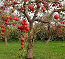 Zvonik-kineski, jabuka: opis, značajke njege, uzgoj i recenzije