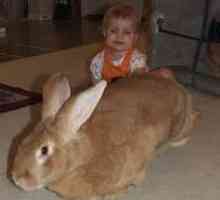 Бельгийский великан - кролик гигантских размеров (фото). Узнайте, как правильно содержать кролика…