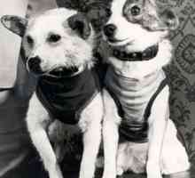 Белка и Стрелка - первые собаки в космосе, которые вернулись на Землю живыми