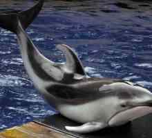 Беломордый дельфин: описание. Образ жизни в естественной среде