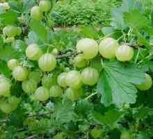 Bjeloruski šećer gooseberries, raznolikost karakteristike, reprodukcija, njegu