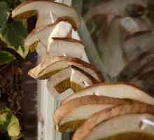 Bijele gljive: kako ih osušiti na mnogo načina