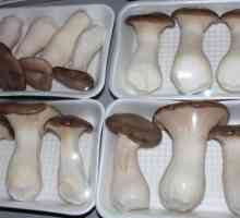Bijele stepe gljive Yeringa: osobine i osobitosti uzgoja