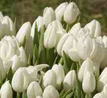 Bijeli tulipani - proljetni cvjetovi u vašem vrtu