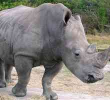 Белый носорог: описание. Белый северный носорог на грани исчезновения