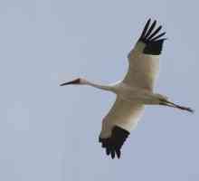 Bijela dizalica (Siberian Crane): opis gdje se nalaze zanimljive činjenice