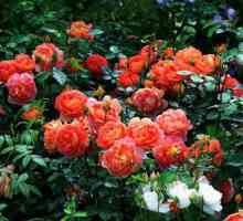 Benjamin Britten (ruža): opis, recenzije
