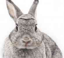 Trudnoća kod zečeva: koliko dugo traje, obilježja skrbi i definicija pojma