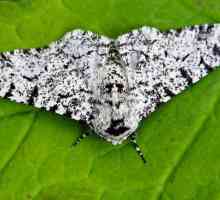Birch Moth je štetočina koje morate osobno znati