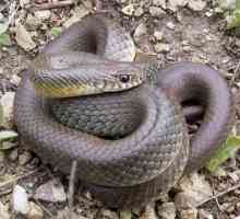 Jesu li ne-otrovne zmije bezopasne?