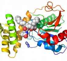 Biološka uloga aminokiselina i njihova primjena