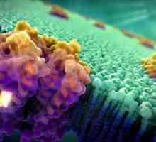 Biološka uloga membranskih proteina