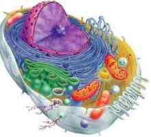 Biologija: stanice. Struktura, funkcija, funkcije
