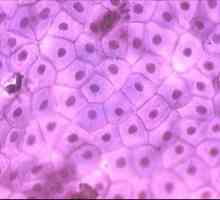 Biologija: tkivo je skupina stanica koje su slične u strukturi i funkciji