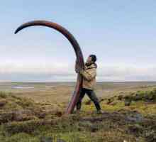 Mamut kljova: vađenje mamut kljova, mamut kljove