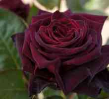 Crna Baccarat - ruža s jedinstvenom hladovinom