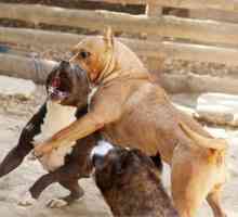 Psi koji pate od pasa: pregled i opis