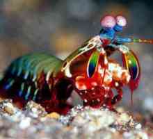 Molitva mantis: fotografija, udarna snaga