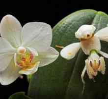 Mantis orhideja - insekta koja izgleda poput cvijeta