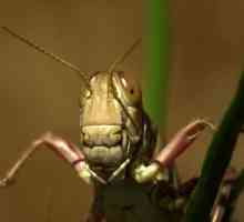 Strah od insekata i kako se riješiti