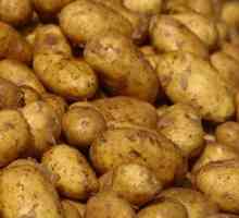 Bolesti i kontrola krumpira. Krumpir: bolesti i štetnici