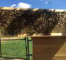 Bolesti pčela i njihovo liječenje. Dezinfekcija košnica