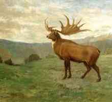 Bighorn jelena je najveći predstavnik obitelji jelena