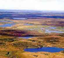 Bolshezemelskaya tundra: prirodne osobine