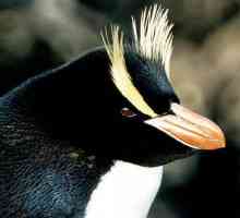 Большие хохлатые пингвины: описание и фото