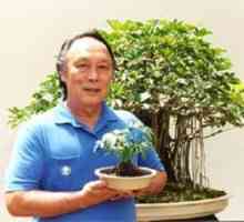 Bonsai - briga kod kuće za drveće-bebe