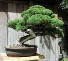 Bonsai: kako rasti iz sjemena. Uzgoj bonsai iz bora, hrastova, javorova