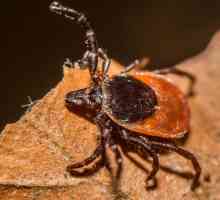 Borba protiv mrava i ubijanje novčića