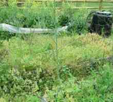 Borba s korovom u vrtu na moderan način: metode, savjeti i preporuke