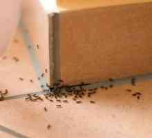 Borna kiselina iz mrava u stanu: recept. Kako se riješiti kuća mrava u stanu