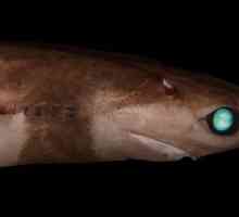 Brazilski morski pas: fotografija, opis, dimenzije, reprodukcija
