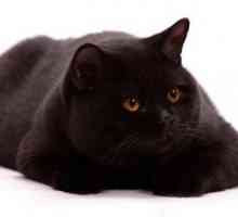 Britanska crna mačka: opis, značajke, značajke i recenzije