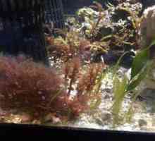 Smeđa alge u akvariju: kako se boriti? Kako se brinuti za akvarij kod kuće?