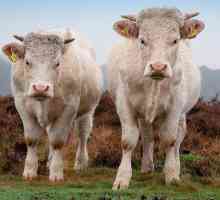 Bik za uzgoj mesa: fotografija i pregled najpoznatijih pasmina bikova