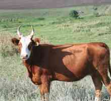 Быки: породы быков и их характеристики. Мясные породы быков