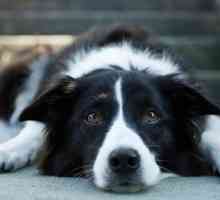 Da li psi imaju epilepsiju? Uzroci, simptomi i liječenje kućnog ljubimca