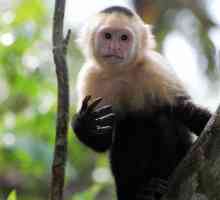 Majmun s lancima: opis, vrsta, stanište