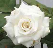 Čaj-hibridna ruža Pascal