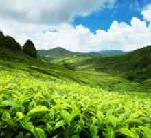 Plantaže čaja. Šri Lanka atrakcije: plantaže čaja