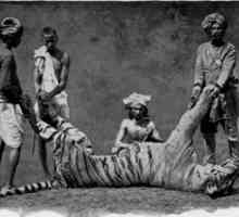 Tigrica Champavata je ubojica, koja je rodila mnogo noćnih mora