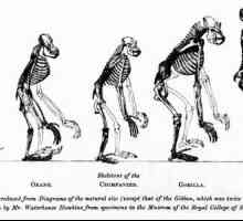 Antropoidni majmuni i čovjek su sličnosti i razlike. Vrste i znakovi suvremenih velikih majmuna