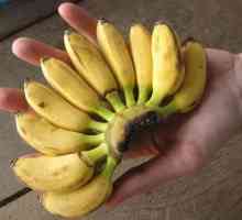 Od zanimljivih malih banana