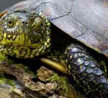Što hraniti močvarno kornjače kod kuće?