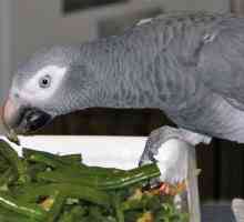 Što hraniti papagaj: hrana, vitamine, mineralne dodatke