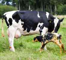 Nego liječiti endometritis kod krava?